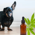 How CBD Oil’s anti-inflammatory properties can help your pooch get relief
