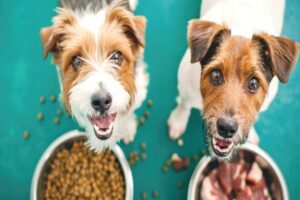 5 Surprising Ways Your Dog’s Diet Affects Their Breath (and What to Do About It)